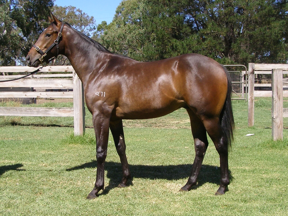 Artorius (AUS) / Truffle (AUS) 2024 Colt - Image 1