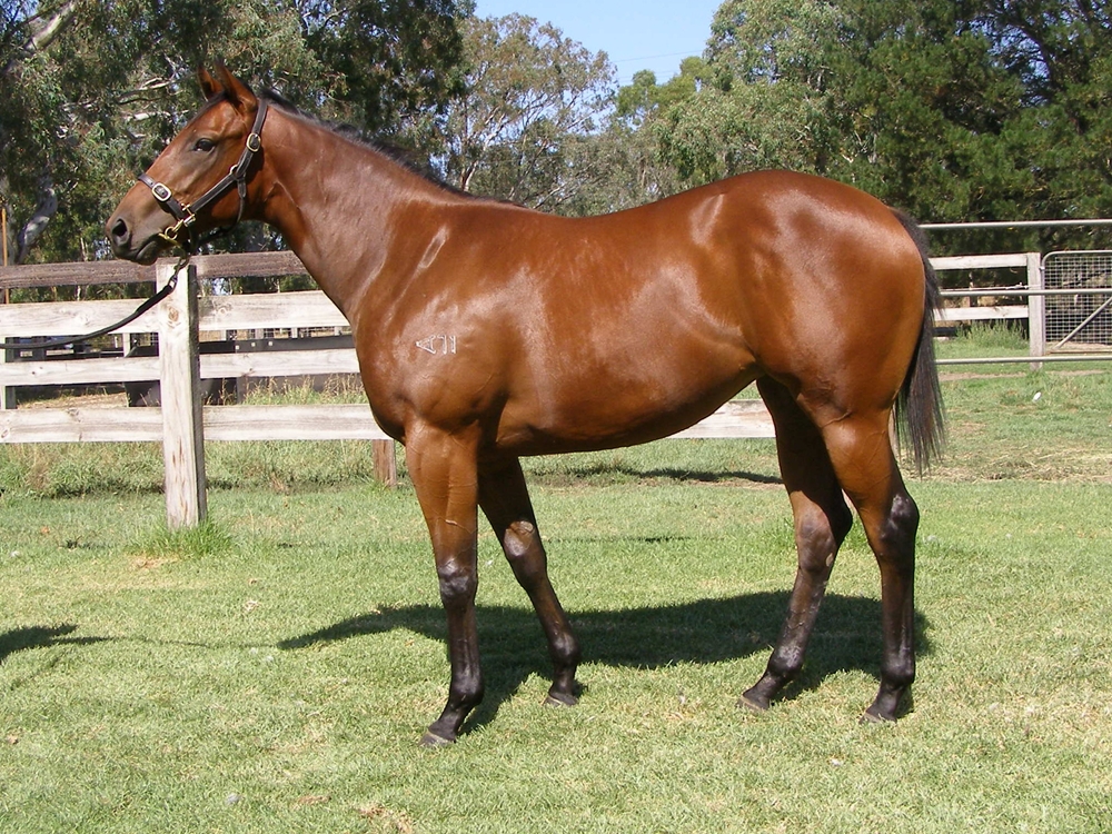 Astern (AUS) / Fonteyn Lane (AUS) 2024 Filly - Image 1