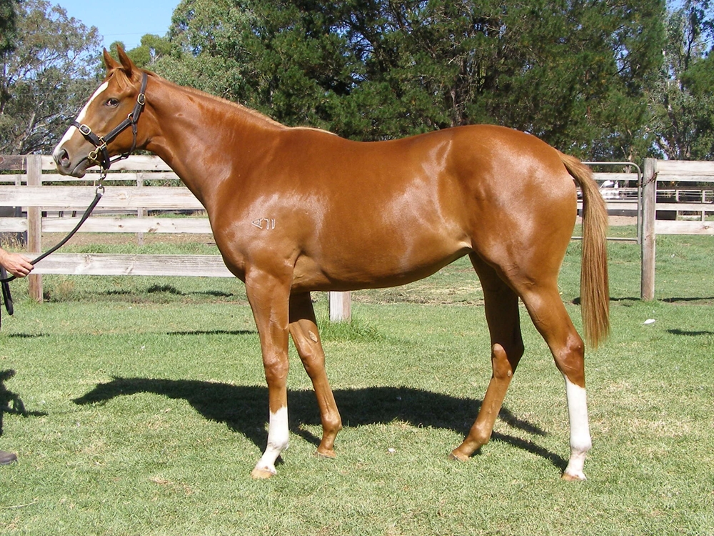 Paulele (AUS) / La Renarde (AUS) 2024 Filly - Image 1