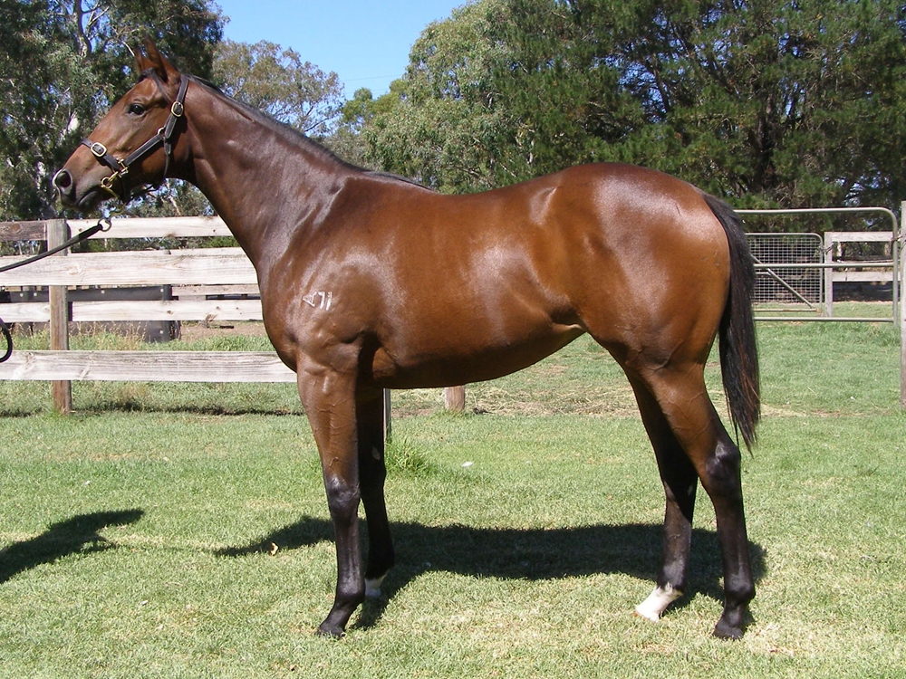 Rubick (AUS) / Laughing (AUS) 2024 Filly - Image 1