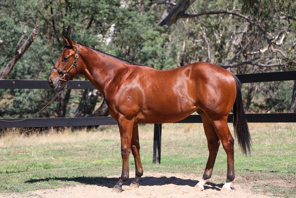 Fierce Impact (JPN) / Thine is the Power (AUS) 2024 Colt - Image 1