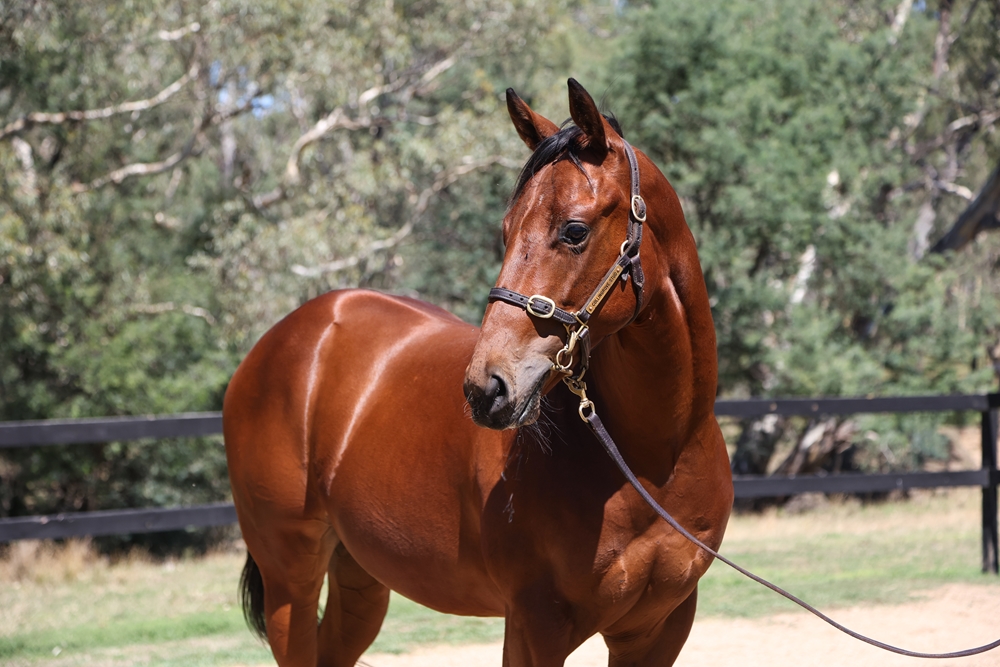 Fierce Impact (JPN) / Thine is the Power (AUS) 2024 Colt - Image 2