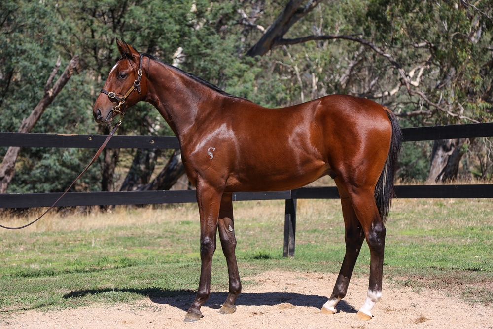 Fierce Impact (JPN) / Born a Royal (AUS) 2024 Colt - Image 1