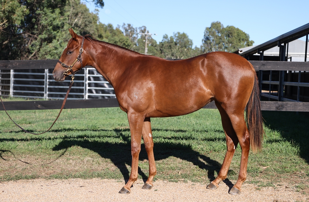 Supido (AUS) / Flying Snitzel (AUS) 2024 Filly - Image 1
