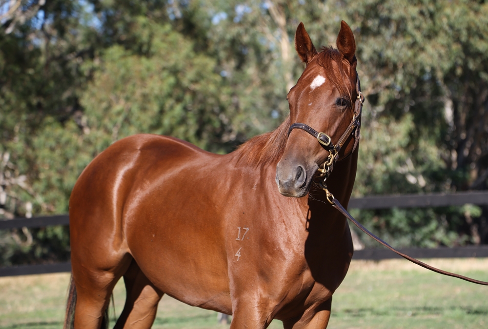 Supido (AUS) / Flying Snitzel (AUS) 2024 Filly - Image 2