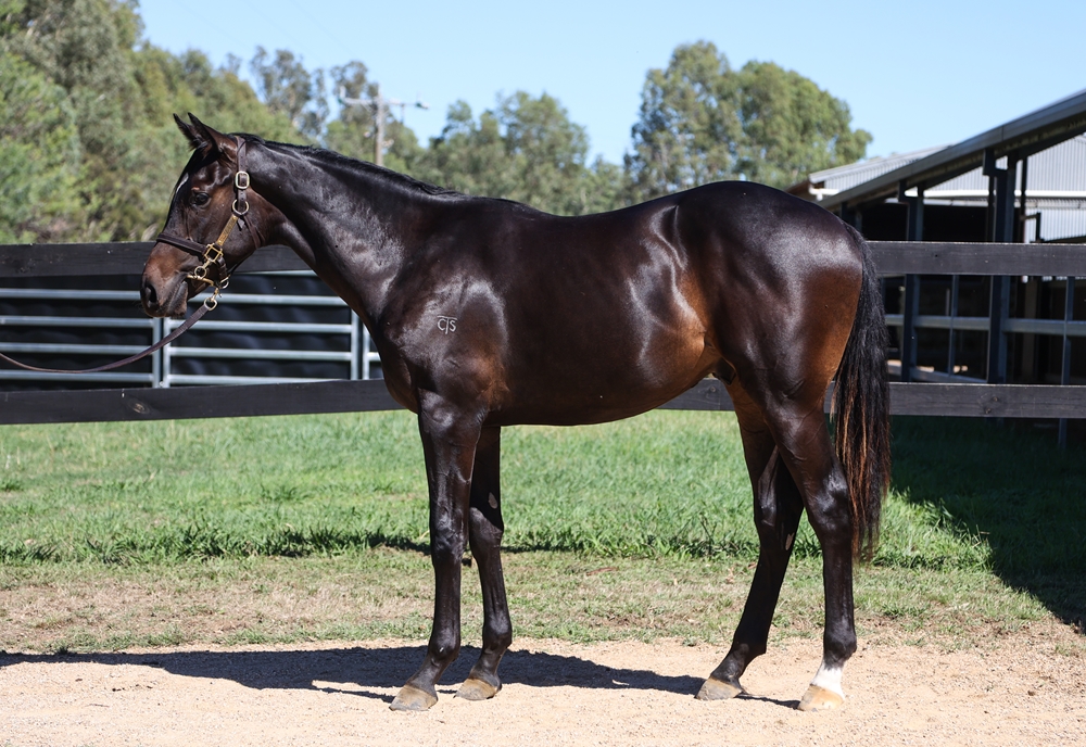 Shalaa (IRE) / Hare (AUS) 2024 Colt - Image 1