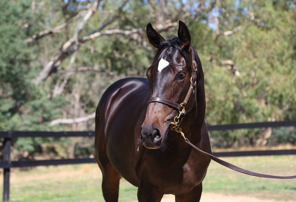 Shalaa (IRE) / Hare (AUS) 2024 Colt - Image 2