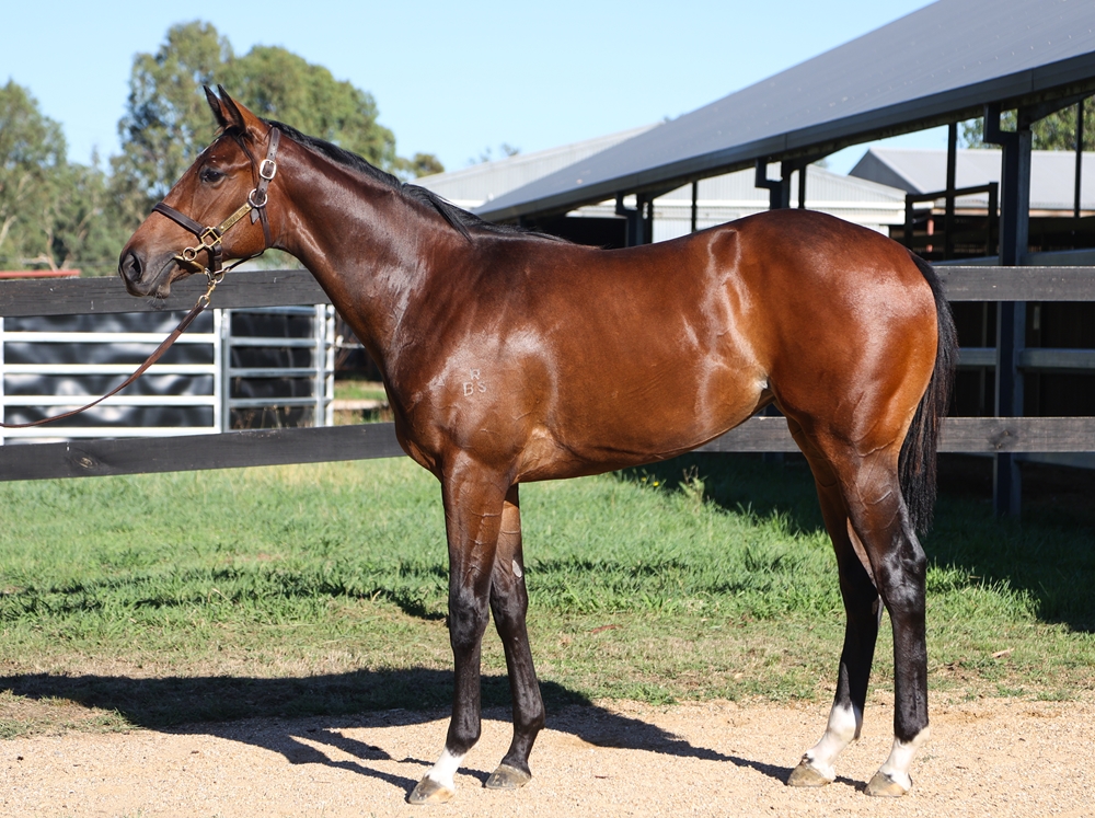 Grunt (NZ) / Lady Chelle (AUS) 2024 Filly - Image 1