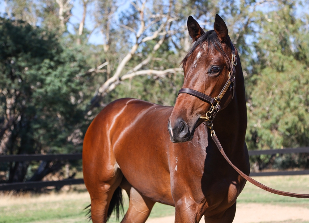 Grunt (NZ) / Lady Chelle (AUS) 2024 Filly - Image 2