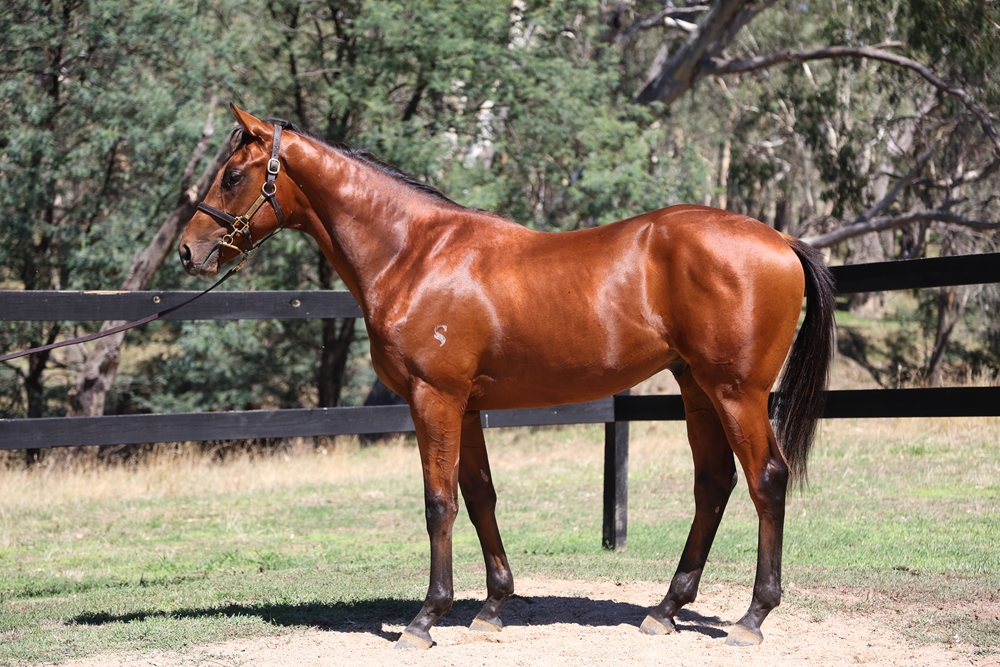 Fierce Impact (JPN) / Loiter (AUS) 2024 Colt - Image 1