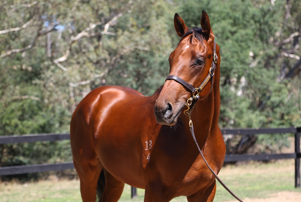 Fierce Impact (JPN) / Loiter (AUS) 2024 Colt - Image 2