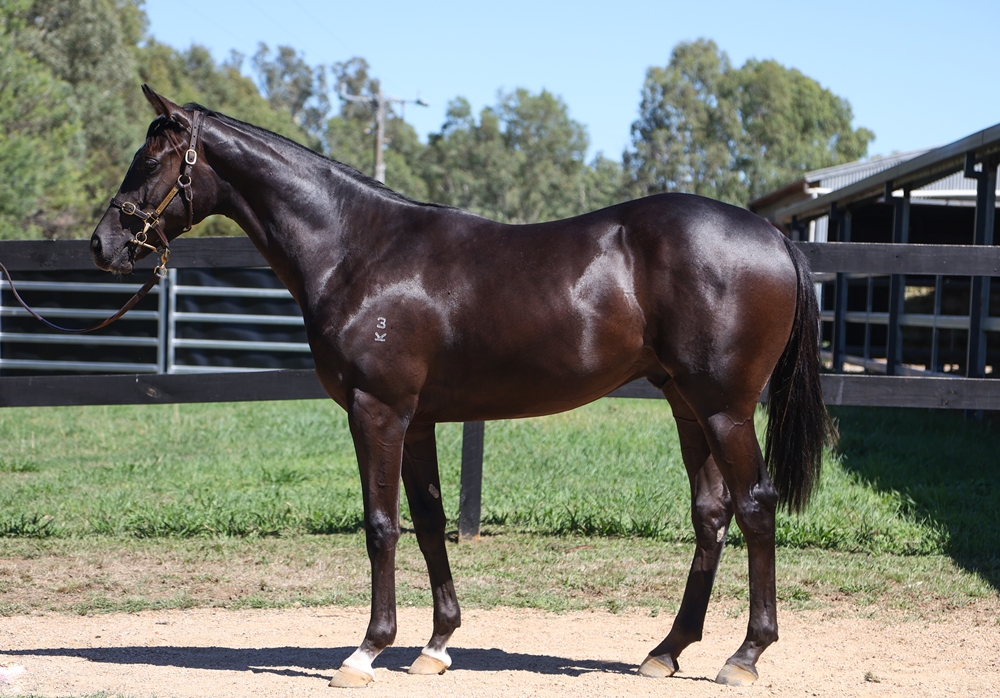 Paulele (AUS) / Nirwana Beach (NZ) 2024 Colt - Image 1