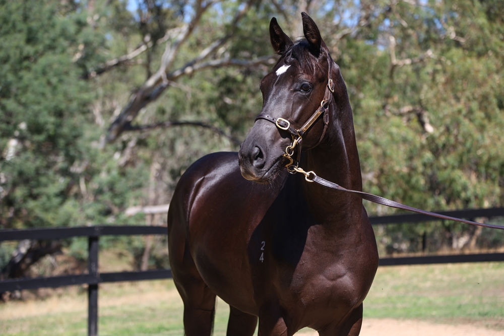 Paulele (AUS) / Nirwana Beach (NZ) 2024 Colt - Image 2