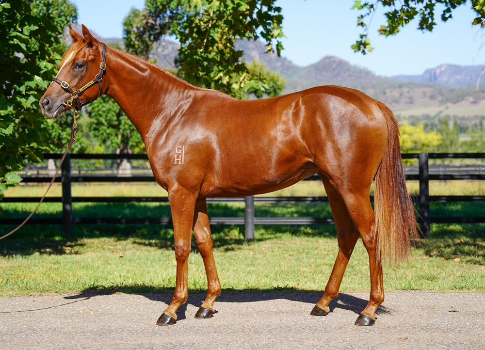 Best of Bordeaux (AUS) / Redtruth (AUS) 2024 Filly - Image 1
