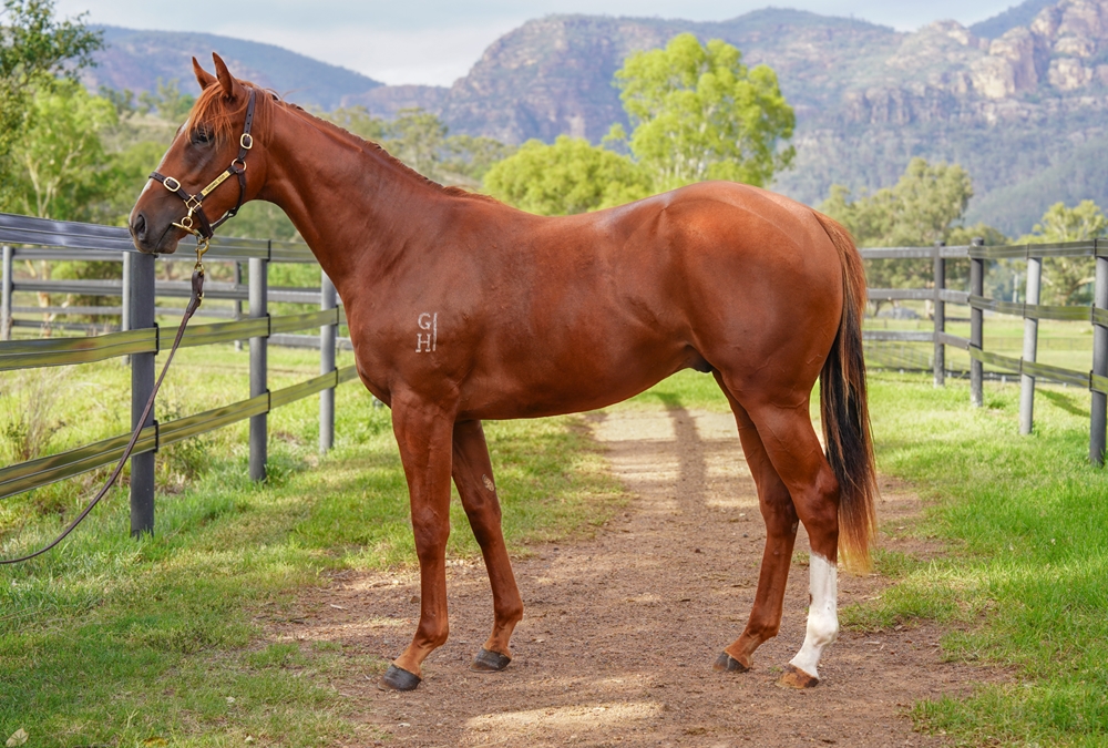 Best of Bordeaux (AUS) / Serve and Volley (NZ) 2024 Colt - Image 1