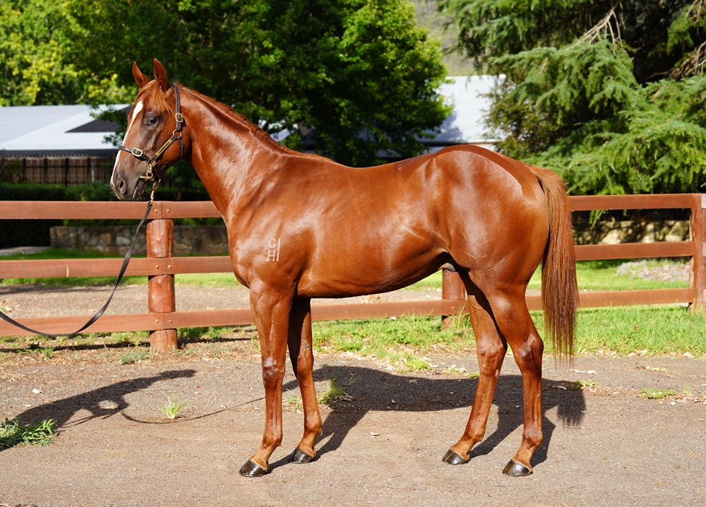 Best of Bordeaux (AUS) / Star of Darwin (AUS) 2024 Colt - Image 1