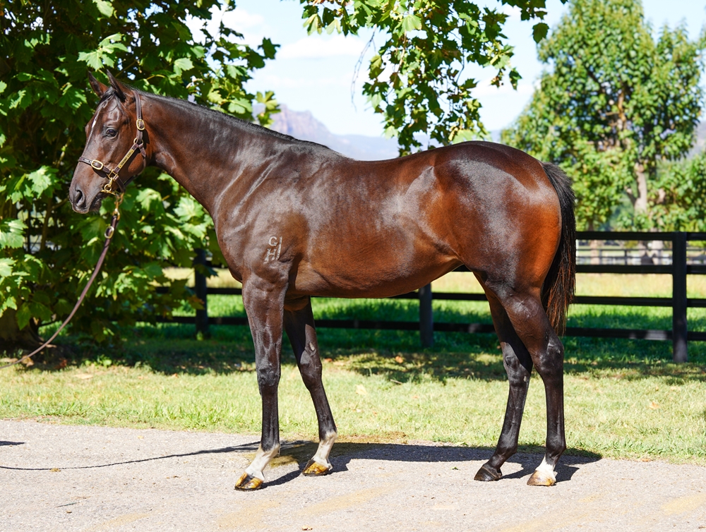Exceedance (AUS) / Statuesquely (AUS) 2024 Filly - Image 1