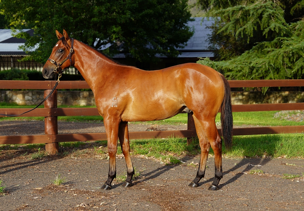 Star Turn (AUS) / Victoria Road (AUS) 2024 Colt - Image 1