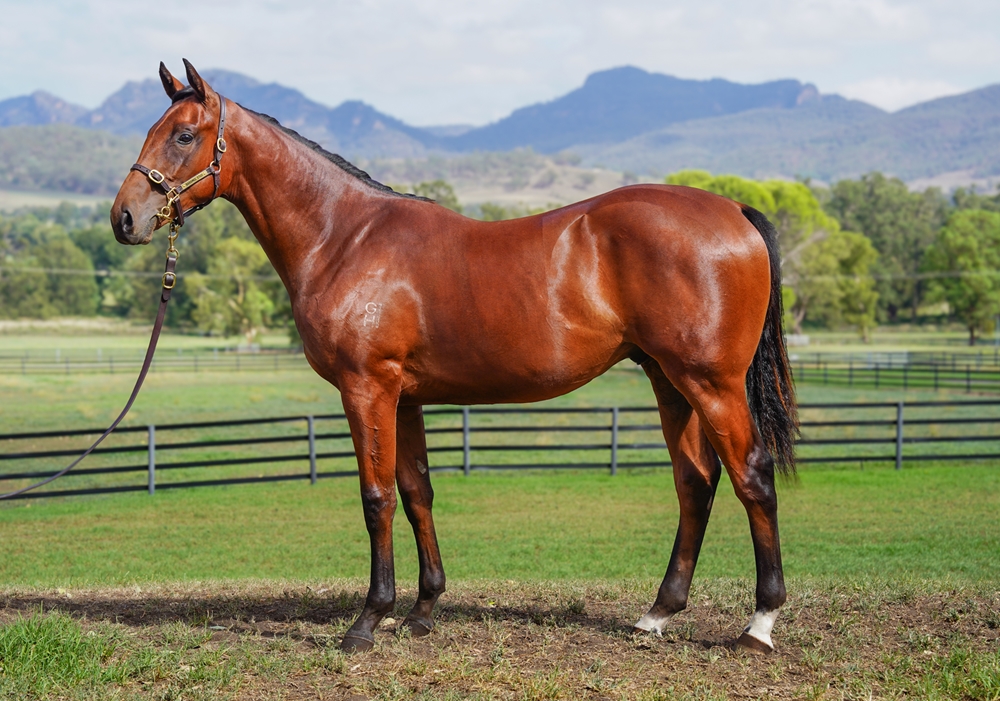 Tarzino (NZ) / Villa de Madrid (AUS) 2024 Colt - Image 1