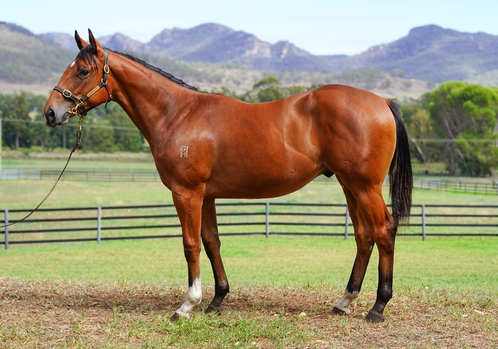 Tarzino (NZ) / What Katie Did (AUS) 2024 Colt - Image 1