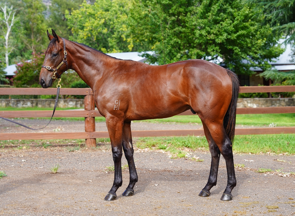 All Too Hard (AUS) / Zauberin (AUS) 2024 Colt - Image 1