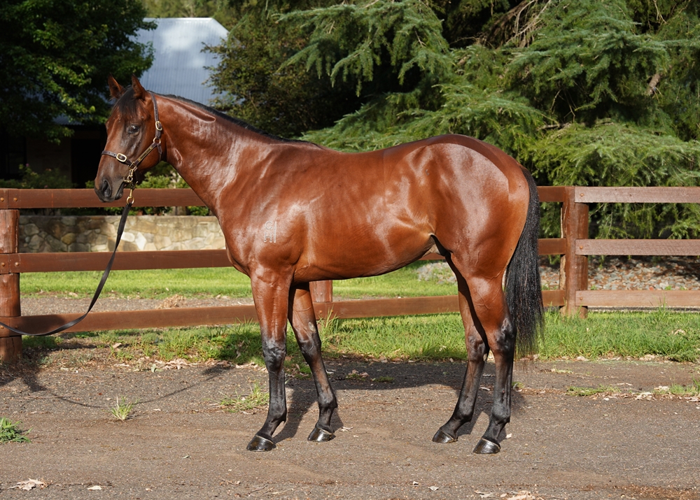 Best of Bordeaux (AUS) / Ajeti (NZ) 2024 Colt - Image 1