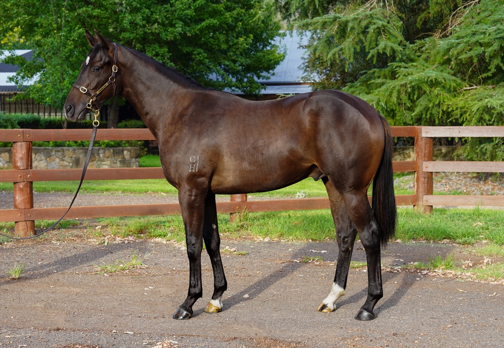 Headwater (AUS) / Austria (NZ) 2024 Colt - Image 1