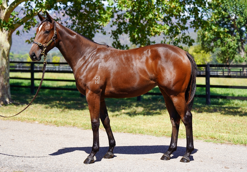 All Too Hard (AUS) / Beauty Betty (NZ) 2024 Filly - Image 1