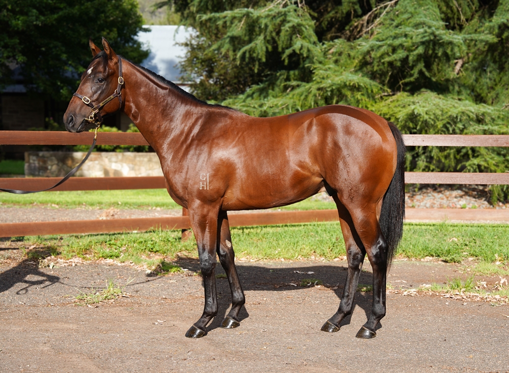 Best of Bordeaux (AUS) / Cappella di Piazza (AUS) 2024 Colt - Image 1