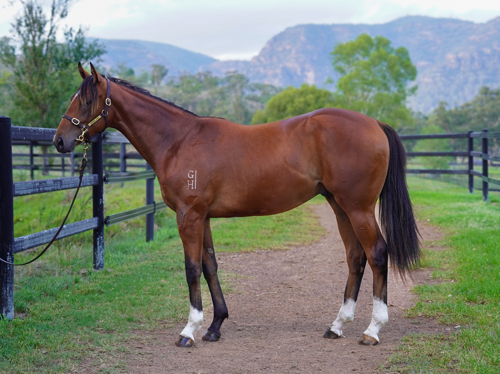 Best of Bordeaux (AUS) / Dozen Red Roses (NZ) 2024 Colt - Image 1