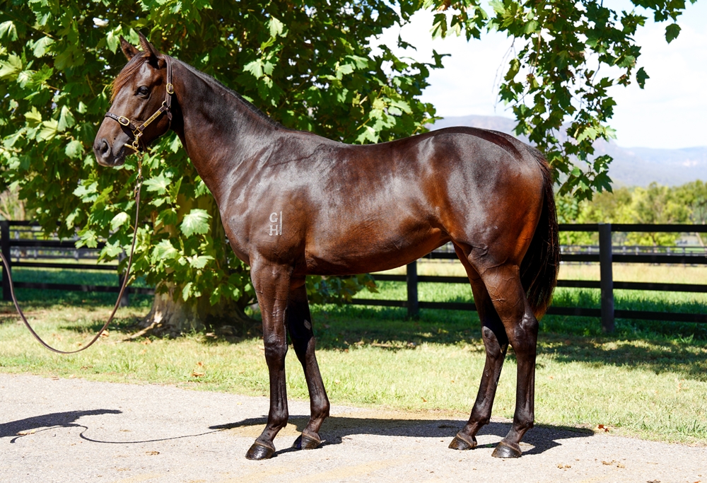Bivouac (AUS) / Fifth Avenue Lady (AUS) 2024 Filly - Image 1