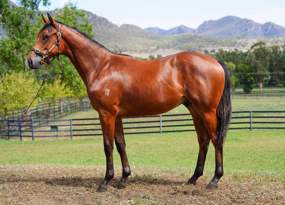 Tarzino (NZ) / Frizelle (AUS) 2024 Colt - Image 1