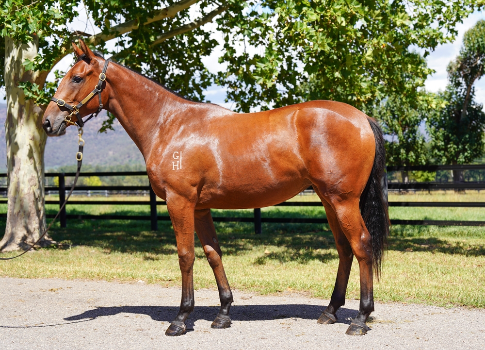 All Too Hard (AUS) / Glass Mountain (NZ) 2024 Filly - Image 1