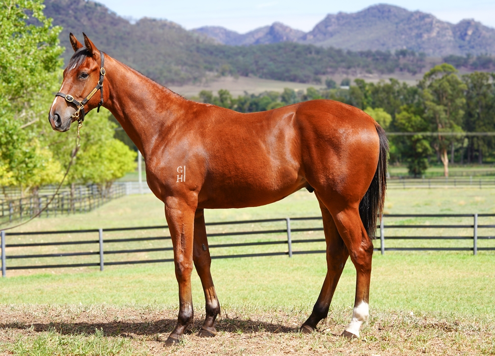Starspangledbanner (AUS) / Lady Azamour (NZ) 2024 Colt - Image 1