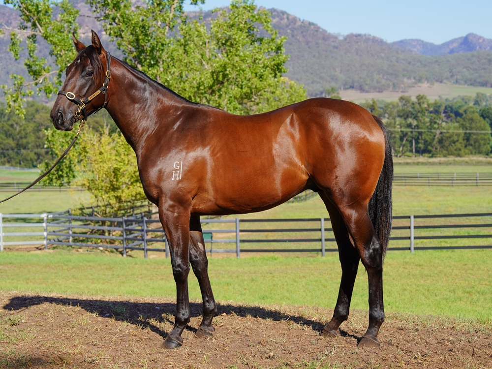 Supido (AUS) / Limehouse (AUS) 2024 Colt - Image 1