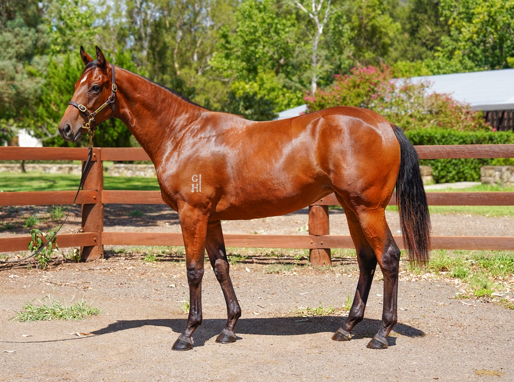 Best of Bordeaux (AUS) / Magic Gold (AUS) 2024 Filly - Image 1