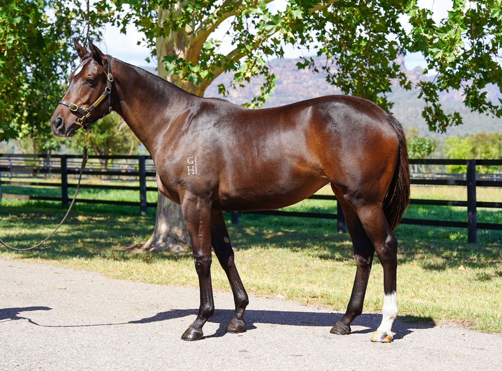 Better Than Ready (AUS) / Mausoleum (AUS) 2024 Filly - Image 1