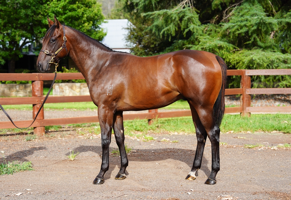 Star Turn (AUS) / Miss Independent (AUS) 2024 Colt - Image 1