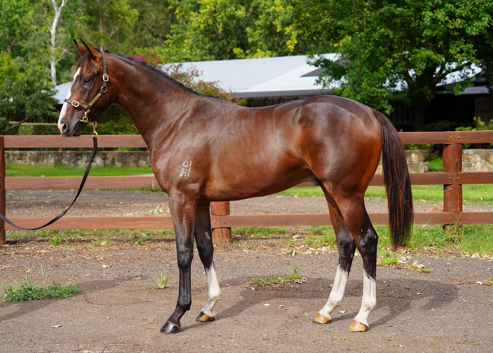 Headwater (AUS) / Moodlighting (AUS) 2024 Colt - Image 1
