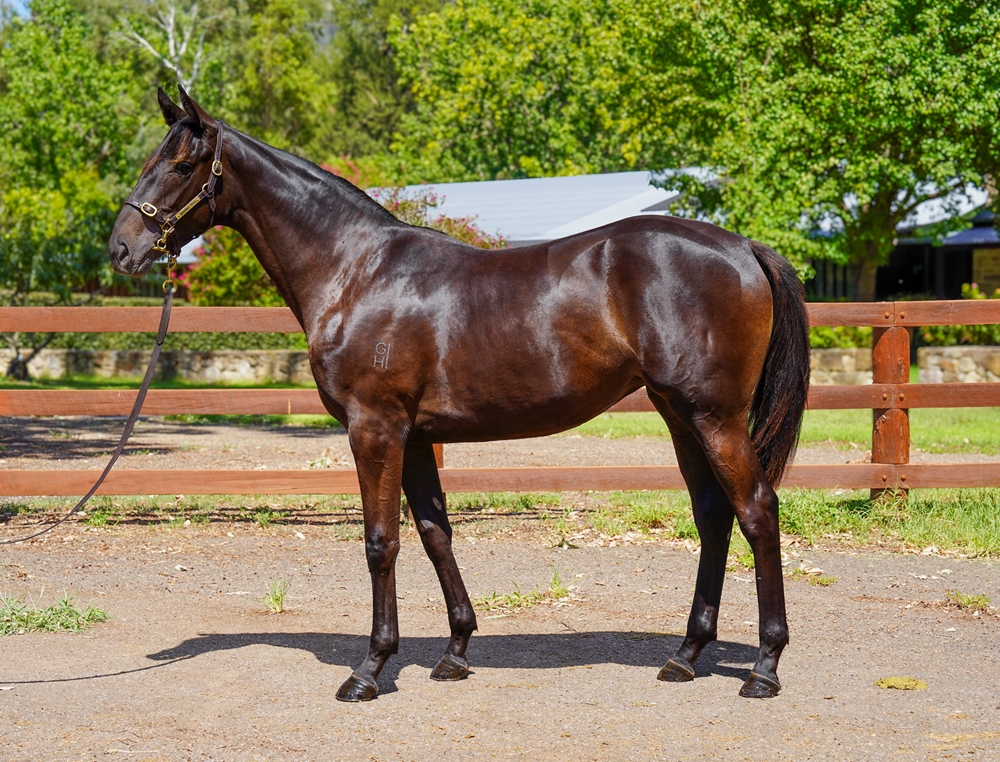 Tarzino (NZ) / Palazzo Pitti (AUS) 2024 Filly - Image 1