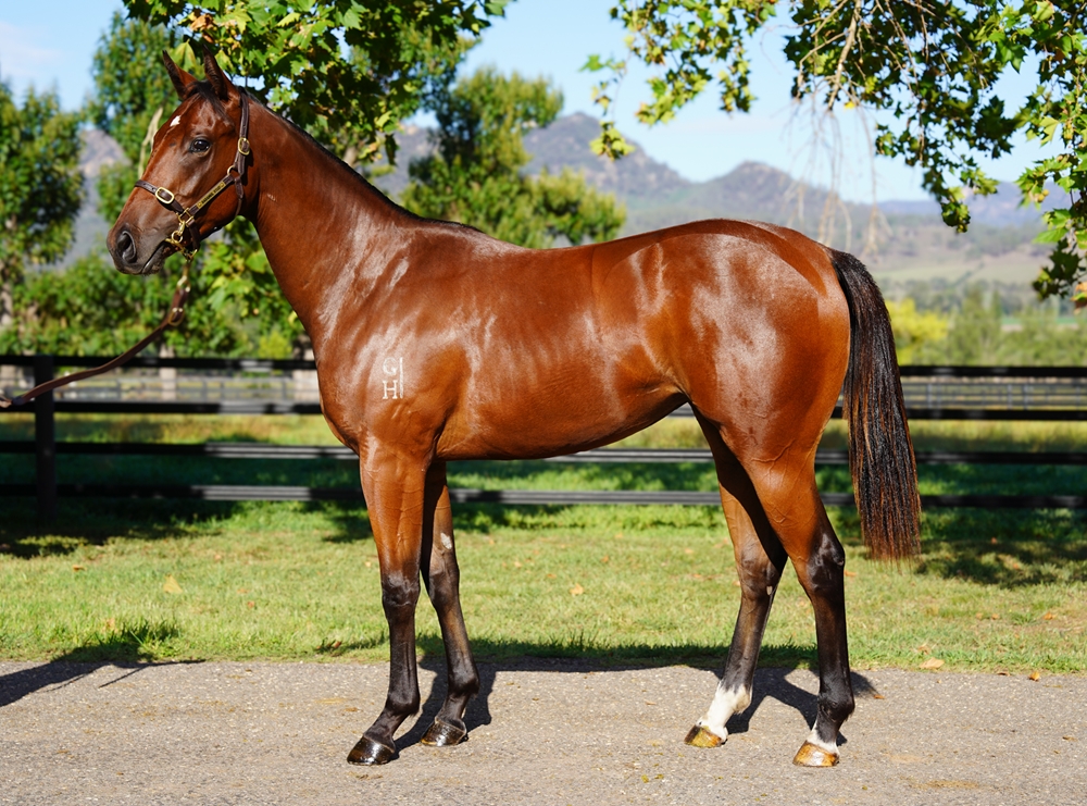 Headwater (AUS) / Press Conference (AUS) 2024 Filly - Image 1