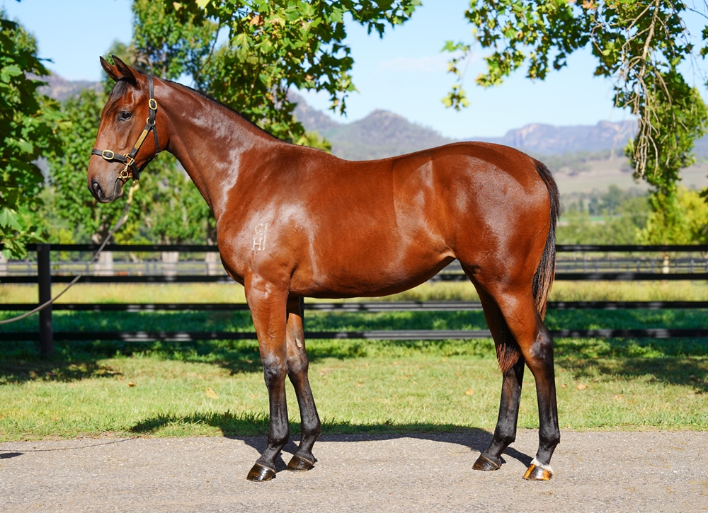 All Too Hard (AUS) / Queen Louise (AUS) 2024 Filly - Image 1