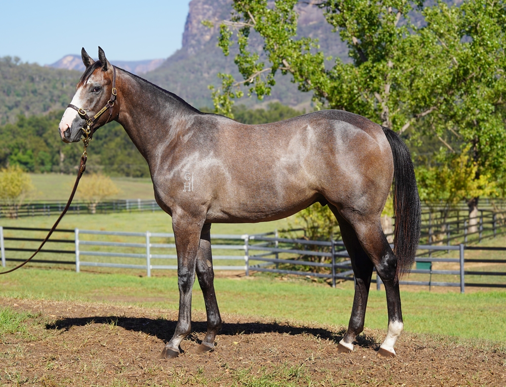 Best of Bordeaux (AUS) / Malibu Sunset (AUS) 2024 Colt - Image 1
