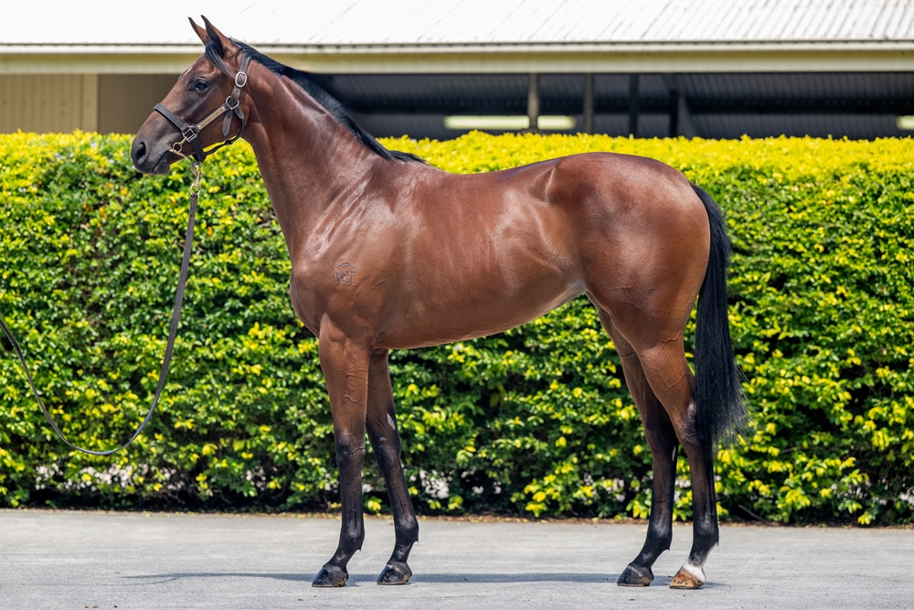 North Pacific (AUS) / Zaria's Fire (NZ) 2024 Filly - Image 1