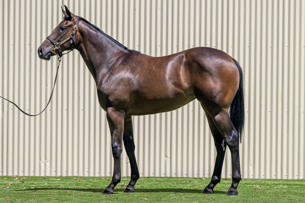 Kobayashi (AUS) / Indemnity (AUS) 2024 Filly - Image 1