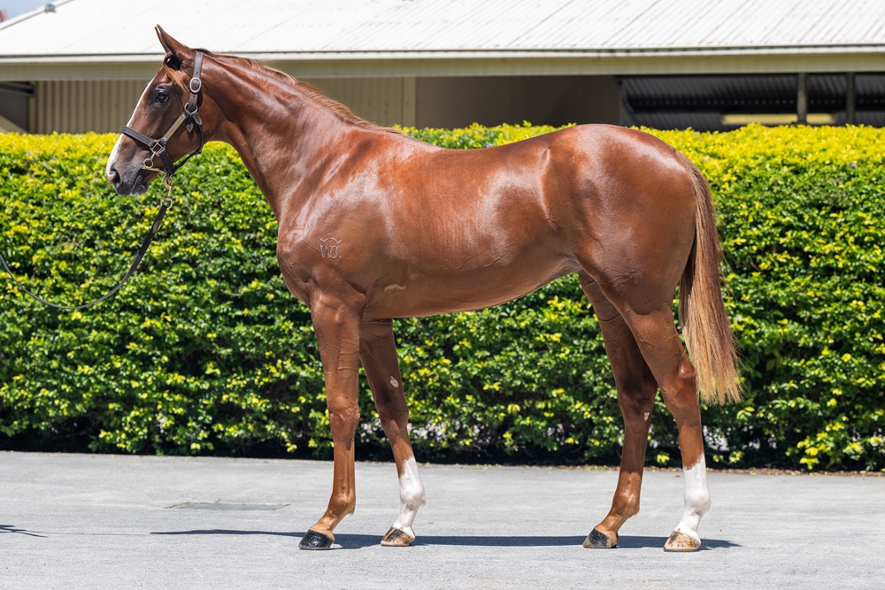 Tiger of Malay (AUS) / Cloche (AUS) 2024 Filly - Image 1