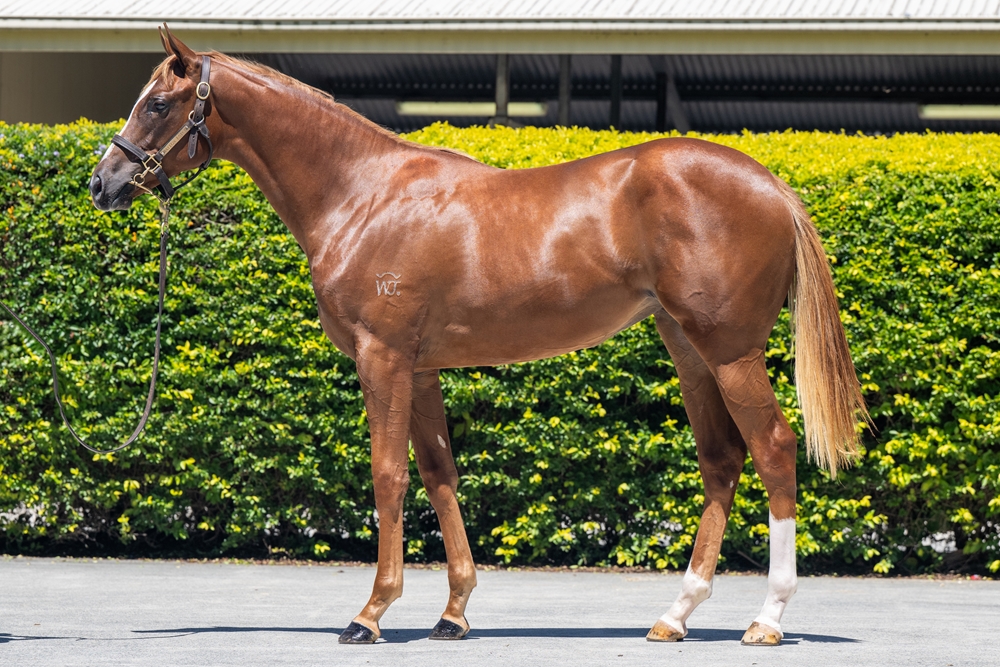 Stronger (AUS) / Secret Morning (AUS) 2024 Filly - Image 1