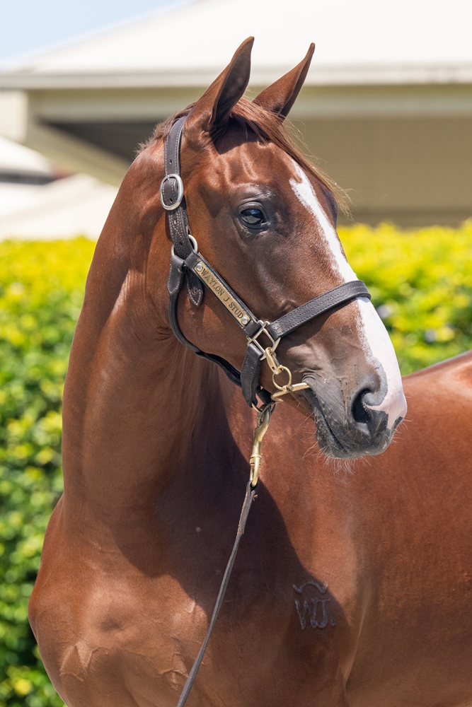 Tiger of Malay (AUS) / Cloche (AUS) 2024 Filly - Image 2