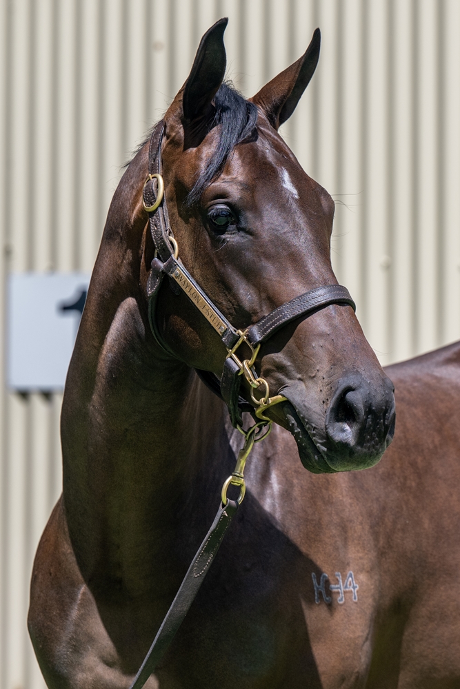 Kobayashi (AUS) / Indemnity (AUS) 2024 Filly - Image 2