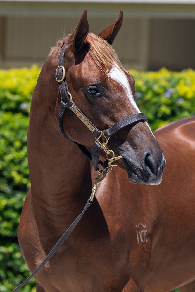 Stronger (AUS) / Secret Morning (AUS) 2024 Filly - Image 2